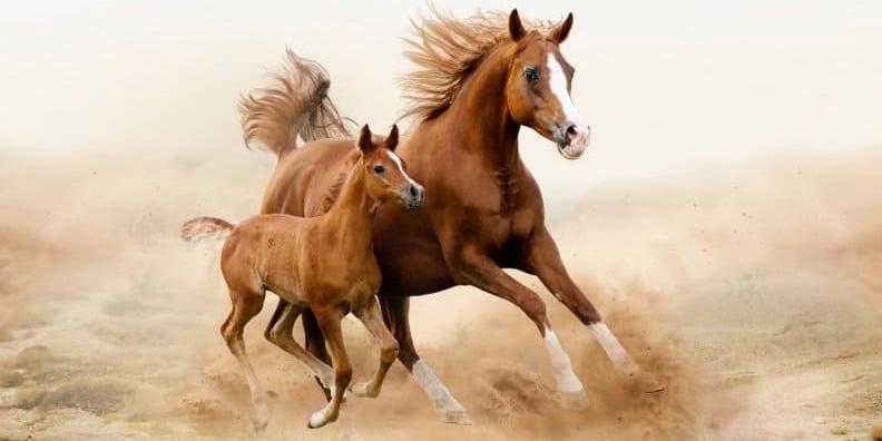 جز نواصي الخيل وأذنابها عادة جاهلية نهى الإسلام عنها صحيفة صهيل الإلكترونية